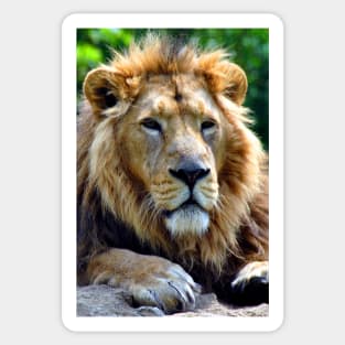 Asiatic Lion Panthera Leo Persica Big Cat Male Sticker